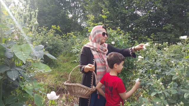 روستای «گیلده» میزبان روز ملی گل محمدی 2 روستای «گیلده» میزبان روز ملی گل محمدی