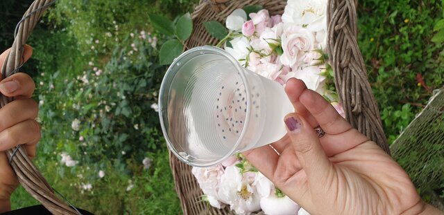 روستای «گیلده» میزبان روز ملی گل محمدی 4 روستای «گیلده» میزبان روز ملی گل محمدی