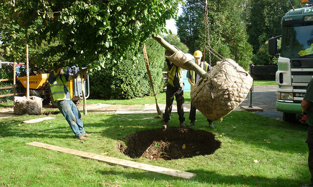 نقدی بر حصار کشی و اسبابکشی درختان از پارکها 5 نقدی بر حصار کشی و اسبابکشی درختان از پارکها