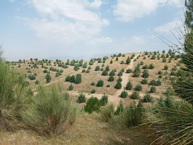 نقدی بر حصارکشی و اسبابکشی درختان از پارکها 3 نقدی بر حصار کشی و اسبابکشی درختان از پارکها