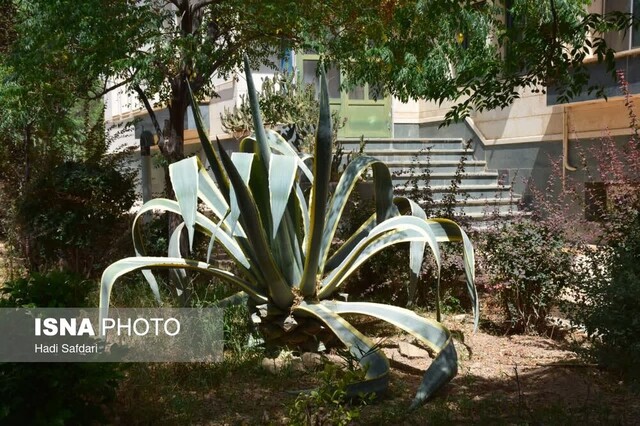 «گیاه قرن» محلات پس از ۲۰ سال گل داد 2 «گیاه قرن» محلات پس از ۲۰ سال گل داد