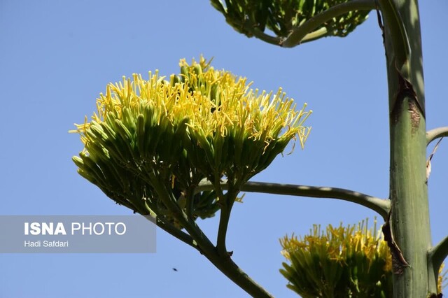 «گیاه قرن» محلات پس از ۲۰ سال گل داد 3 «گیاه قرن» محلات پس از ۲۰ سال گل داد