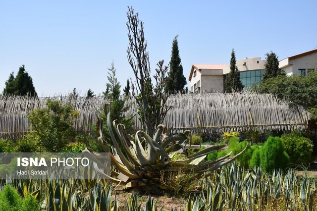 «گیاه قرن» محلات پس از ۲۰ سال گل داد 4 «گیاه قرن» محلات پس از ۲۰ سال گل داد