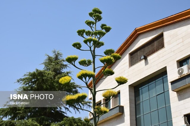 «گیاه قرن» محلات پس از ۲۰ سال گل داد 5 «گیاه قرن» محلات پس از ۲۰ سال گل داد