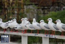 d988db8cd8afdb8cd988 daa9d8a7daa9d8a7db8cdb8cd987d8a7 d8a2d8b3d985d8a7d986 d8a8d986d8afd8b1d8a7d986d8b2d984db8c d8b1d8a7 d8b3 673e8276ac6bb