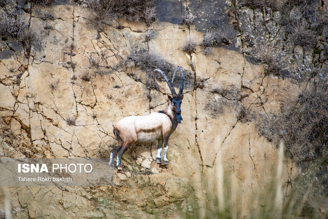 کوهستان‌های گیلان؛ سدهای طبیعی و ذخیره‌گاه‌های ژنتیکی