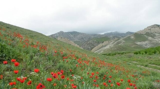 سفر به سرخس؛ تجربهای متفاوت در دل تاریخ و طبیعت 3 سفر به سرخس؛ تجربهای متفاوت در دل تاریخ و طبیعت