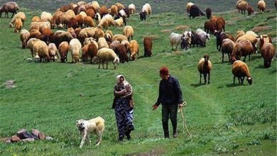 برنامههای عشایر همدان با قدرت بیشتری انجام خواهد شد 9 d8a8d8b1d986d8a7d985d987d987d8a7db8c d8b9d8b4d8a7db8cd8b1 d987d985d8afd8a7d986 d8a8d8a7 d982d8afd8b1d8aa d8a8db8cd8b4d8aad8b1db8c 67fb099a77318