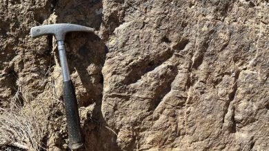 ردپای دایناسور، مهمترین جاذبه گردشگری شهرستان زرند 6 d8b1d8afd9bed8a7db8c d8afd8a7db8cd986d8a7d8b3d988d8b1d88c d985d987d985d8aad8b1db8cd986 d8acd8a7d8b0d8a8d987 daafd8b1d8afd8b4daafd8b1 67fc5e16f08bc