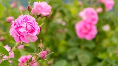 پیوستهای فرهنگی جشنواره گل و گلاب میمند طراحی شود 1 d9bedb8cd988d8b3d8aad987d8a7db8c d981d8b1d987d986daafdb8c d8acd8b4d986d988d8a7d8b1d987 daafd984 d988 daafd984d8a7d8a8 d985db8c 67f9bab5b454e