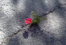 d8afd8aed8aad8b1d8a7d986 d8a8db8cd986d8a7d89b d8b1d8b4d8af daa9d8b1d8afd987 d8a7d8b2 d8afd984 d8b3d986daaf d988 d8b1d987d8a7 d8b4d8af 6812c8022e884