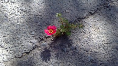 دختران بینا؛ رشد کرده از دل سنگ و رها شده در باد 6 d8afd8aed8aad8b1d8a7d986 d8a8db8cd986d8a7d89b d8b1d8b4d8af daa9d8b1d8afd987 d8a7d8b2 d8afd984 d8b3d986daaf d988 d8b1d987d8a7 d8b4d8af 6812c8022e884