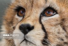 daafd986d8acd987d8a7db8c d8aed8a7d985d988d8b4 d8afd8b1 d985d8b3db8cd8b1 d8aad988d8b3d8b9d987 d981d8b1d987d986daafdb8c d988 daaf 68214666f0af6