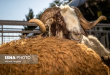 d8a2d985d8a7d8afdaafdb8c d8b3d8a7d8b2d985d8a7d986 d8a8d987d8b2db8cd8b3d8aadb8c d8a8d8b1d8a7db8c d8afd8b1db8cd8a7d981d8aa d986d8b0d988 683ef1ce4ff51