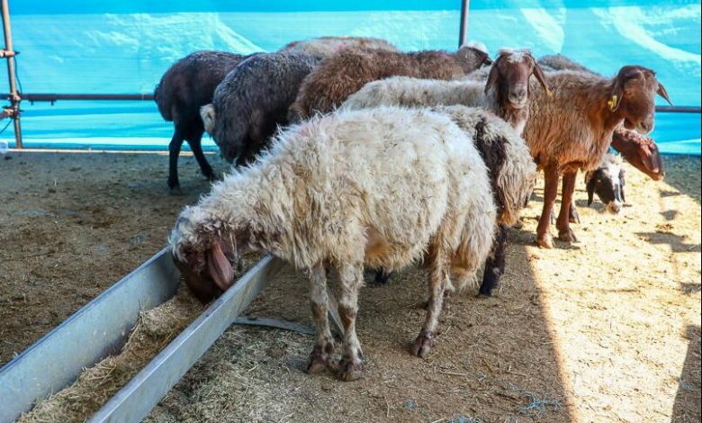 جزئیات مشارکت مردم در نذورات قربانی؛ از ذبح دام تا واریز آنلاین 1 d8acd8b2d8a6db8cd8a7d8aa d985d8b4d8a7d8b1daa9d8aa d985d8b1d8afd985 d8afd8b1 d986d8b0d988d8b1d8a7d8aa d982d8b1d8a8d8a7d986db8cd89b d8a7 683fedd9658f3