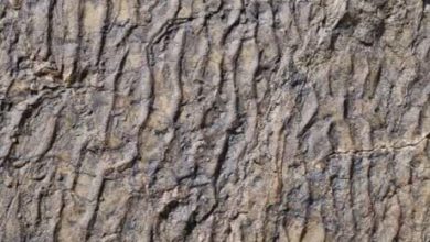 کشف رد پای دیگری از دایناسورها در زرند 7 daa9d8b4d981 d8b1d8af d9bed8a7db8c d8afdb8cdaafd8b1db8c d8a7d8b2 d8afd8a7db8cd986d8a7d8b3d988d8b1d987d8a7 d8afd8b1 d8b2d8b1d986d8af 6840e90f44a8d