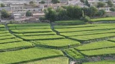 «سرتنگ»؛ روستایی واجد جغرافیای اشتغال، اقتصاد کشاورزی و جاذبه گردشگری 8 d8b3d8b1d8aad986daafd89b d8b1d988d8b3d8aad8a7db8cdb8c d988d8a7d8acd8af d8acd8bad8b1d8a7d981db8cd8a7db8c d8a7d8b4d8aad8bad8a7 68eef2064cf01