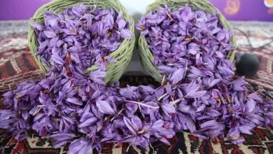 سومین جشنواره زعفران راویز رفسنجان برگزار شد 5 d8b3d988d985db8cd986 d8acd8b4d986d988d8a7d8b1d987 d8b2d8b9d981d8b1d8a7d986 d8b1d8a7d988db8cd8b2 d8b1d981d8b3d986d8acd8a7d986 d8a8d8b1 690406cea6e8e