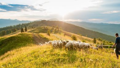 گردشگری کشاورزی و طبیعی در لرستان نادیده گرفته شده است 9 daafd8b1d8afd8b4daafd8b1db8c daa9d8b4d8a7d988d8b1d8b2db8c d988 d8b7d8a8db8cd8b9db8c d8afd8b1 d984d8b1d8b3d8aad8a7d986 d986d8a7d8afdb8c 68eef1ce95f69