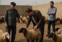 d8a7d8b3d8aad982d8b1d8a7d8b1 dbb7 d9bed8a7db8cdaafd8a7d987 d8b0d8a8d8ad d982d8b1d8a8d8a7d986db8c d8a7d8b2 d8b3d988db8c d8a8d987d8b2db8c 6925935e7a1d6