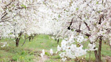 d8a8d8aed8b4 d8b2d986d8af d985d984d8a7db8cd8b1d89b d985d987d8af d8b4daa9d988d981d987d987d8a7db8c daafdb8cd984d8a7d8b3 6926dadd117a7