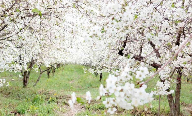 d8a8d8aed8b4 d8b2d986d8af d985d984d8a7db8cd8b1d89b d985d987d8af d8b4daa9d988d981d987d987d8a7db8c daafdb8cd984d8a7d8b3 6926dade25464