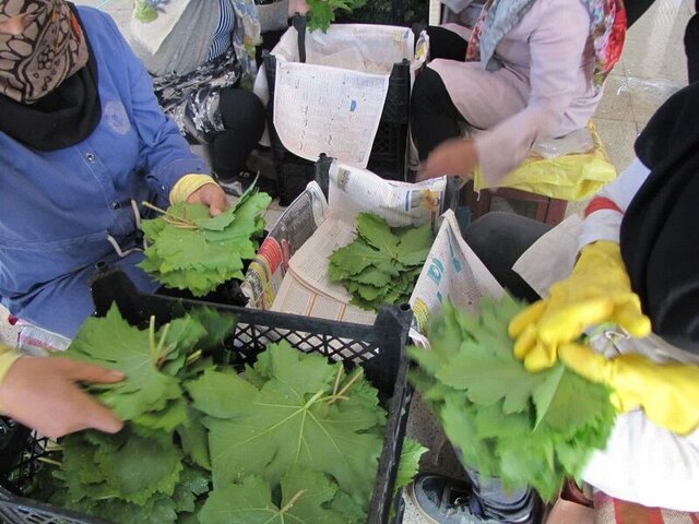 بفرمایید یک بشقاب دلمه خلیلآباد 3 بفرمایید یک بشقاب دلمه خلیلآباد