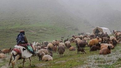 بیش از ۲ هزار خانوار عشایری کلات هیچ گونه خدماتی دریافت نمیکنند 5 d8a8db8cd8b4 d8a7d8b2 dbb2 d987d8b2d8a7d8b1 d8aed8a7d986d988d8a7d8b1 d8b9d8b4d8a7db8cd8b1db8c daa9d984d8a7d8aa d987db8cda86 daafd988d986 6926a4234c025