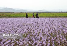 d8aad8b1d8a8d8aad8addb8cd8afd8b1db8cd987d89b d985d982d8b5d8af d8acd8afdb8cd8af daafd8b1d8afd8b4daafd8b1db8c d8b2d8b9d981d8b1d8a7 690e92540d699