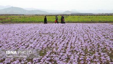 d8aad8b1d8a8d8aad8addb8cd8afd8b1db8cd987d89b d985d982d8b5d8af d8acd8afdb8cd8af daafd8b1d8afd8b4daafd8b1db8c d8b2d8b9d981d8b1d8a7 690e92540d699