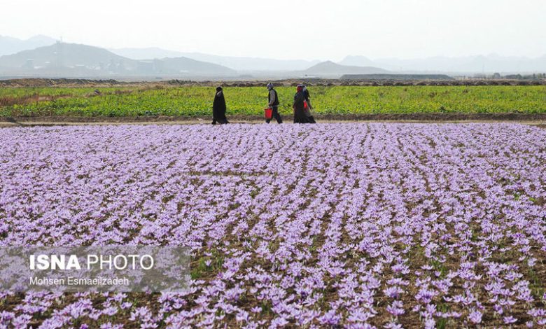 تربتحیدریه؛ مقصد جدید گردشگری زعفران در ایران 1 d8aad8b1d8a8d8aad8addb8cd8afd8b1db8cd987d89b d985d982d8b5d8af d8acd8afdb8cd8af daafd8b1d8afd8b4daafd8b1db8c d8b2d8b9d981d8b1d8a7 690e92540d699