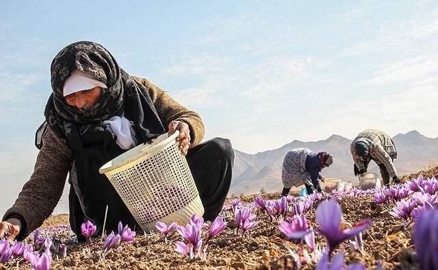 تربتحیدریه؛ مقصد جدید گردشگری زعفران در ایران 3 تربتحیدریه؛ مقصد جدید گردشگری زعفران در ایران
