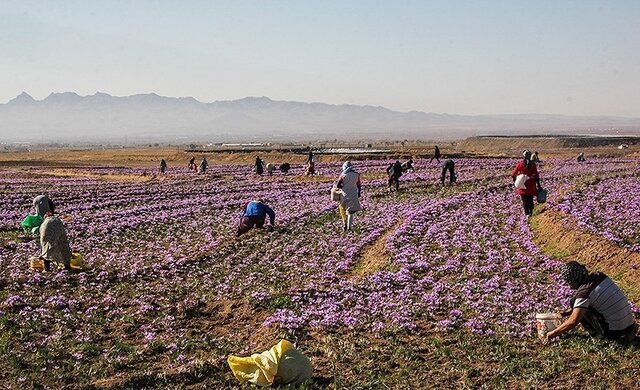 تربتحیدریه؛ مقصد جدید گردشگری زعفران در ایران 4 تربتحیدریه؛ مقصد جدید گردشگری زعفران در ایران