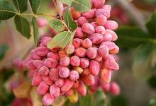 d8acd8b4d986d988d8a7d8b1d987 d9bed8b3d8aad987d88c d8afd8b1db8cda86d987d8a7db8c d8a8d987 d8b3d988db8c d8aad988d8b3d8b9d987 d8b5 69268c92ab383