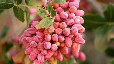 d8acd8b4d986d988d8a7d8b1d987 d9bed8b3d8aad987d88c d8afd8b1db8cda86d987d8a7db8c d8a8d987 d8b3d988db8c d8aad988d8b3d8b9d987 d8b5 69268c92ab383