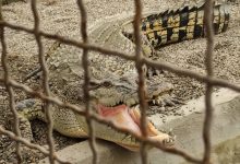 d8afd8b1d8a2d985d8afd8b2d8a7db8cdb8c d8a8d8afd988d986 d985d8b5d8b1d981 d8a2d8a8 d8a8d8a7 d9bed8b1d988d8b1d8b4 daa9d8b1d988daa9d988d8af 6926eae07b025