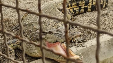 d8afd8b1d8a2d985d8afd8b2d8a7db8cdb8c d8a8d8afd988d986 d985d8b5d8b1d981 d8a2d8a8 d8a8d8a7 d9bed8b1d988d8b1d8b4 daa9d8b1d988daa9d988d8af 6926eae07b025