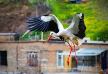 d8afdb95d8b1db95d8aad981db8cd88c d8acd8a7db8cdb8c daa9d987 d8b3d8a7d984 d8a8d8a7 d8a8d8a7d8b2daafd8b4d8aa d984daa9d984 6926aedad907d