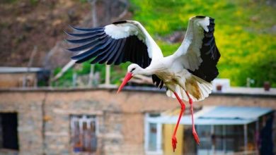 d8afdb95d8b1db95d8aad981db8cd88c d8acd8a7db8cdb8c daa9d987 d8b3d8a7d984 d8a8d8a7 d8a8d8a7d8b2daafd8b4d8aa d984daa9d984 6926aedad907d