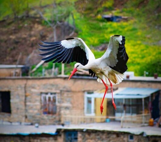 «دەرەتفی»، جایی که سال با بازگشت لکلکها آغاز میشود 1 d8afdb95d8b1db95d8aad981db8cd88c d8acd8a7db8cdb8c daa9d987 d8b3d8a7d984 d8a8d8a7 d8a8d8a7d8b2daafd8b4d8aa d984daa9d984 6926aedad907d