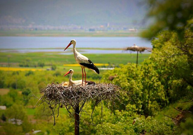 «دەرەتفی»، جایی که سال با بازگشت لکلکها آغاز میشود 2 «دەرەتفی»، جایی که سال از پرواز لکلکها آغاز میشود