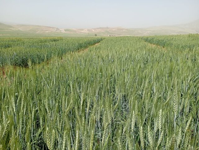 راهآهن، مهمترین نیاز زیرساختی ایلام است 3 راهآهن، مهمترین نیاز زیرساختی ایلام/چشمانداز نفت و گاز، معادن، کشاورزی و گردشگری روشن است