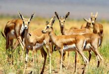 d8b3d8a7db8cd8aa d8aadaa9d8abdb8cd8b1 d988 d9bed8b1d988d8b1d8b4 d8a2d987d988db8c da86d8b4d985d987 daafd984d89b d8a7d8b2 d8acd8a7d8b0d8a8 69269f003810c