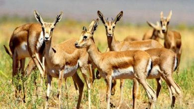 d8b3d8a7db8cd8aa d8aadaa9d8abdb8cd8b1 d988 d9bed8b1d988d8b1d8b4 d8a2d987d988db8c da86d8b4d985d987 daafd984d89b d8a7d8b2 d8acd8a7d8b0d8a8 69269f003810c