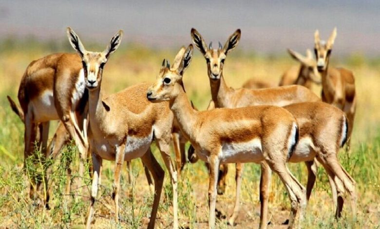 سایت تکثیر و پرورش آهوی چشمه گل؛ از جاذبههای مهم گردشگری در شرق کشور 1 d8b3d8a7db8cd8aa d8aadaa9d8abdb8cd8b1 d988 d9bed8b1d988d8b1d8b4 d8a2d987d988db8c da86d8b4d985d987 daafd984d89b d8a7d8b2 d8acd8a7d8b0d8a8 69269f003810c