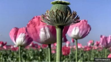 d8b4d982d8a7db8cd982 d8a7d984db8cd981d8b1d8a7d88c d8aed8b4d8aed8a7d8b4 d8aad8b1db8cd8a7daa9d8afd8a7d8b1 d986db8cd8b3d8aa 69239cfebf8d5