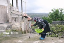 d8b4db8cd988d8b9 d8a8d8a7d984d8a7db8c d8b3d8a7d984d985d986d8af d8a2d8b2d8a7d8b1db8c d987d8b4d8afd8a7d8b1d89b d8b3d988d8a1d8a8 692a990838f49