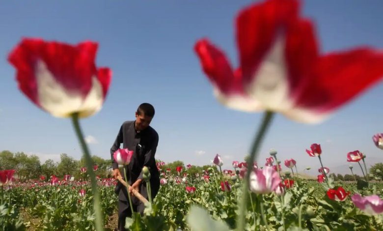 ماجرای کشت خشخاش در ایران؛ از کمبود دارو تا نگرانی از گسترش اعتیاد 1 d985d8a7d8acd8b1d8a7db8c daa9d8b4d8aa d8aed8b4d8aed8a7d8b4 d8afd8b1 d8a7db8cd8b1d8a7d986d89b d8a7d8b2 daa9d985d8a8d988d8af d8afd8a7d8b1 6926a48104202