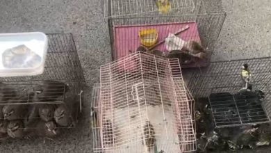 مقابله محیط زیست با قاچاق حیات وحش در بازار پرندگان خلیج فارس تهران 5 d985d982d8a7d8a8d984d987 d985d8addb8cd8b7 d8b2db8cd8b3d8aa d8a8d8a7 d982d8a7da86d8a7d982 d8addb8cd8a7d8aa d988d8add8b4 d8afd8b1 d8a8d8a7 692319bc98a2b