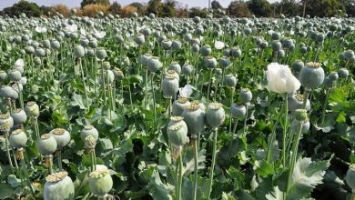 d986d982d8af d8b9d984d985db8c d8a8d8b1 d982d8a7d986d988d986db8cd8b3d8a7d8b2db8c daa9d8b4d8aa d8aed8b4d8aed8a7d8b4 d8afd8b1 6923f9f28ad61